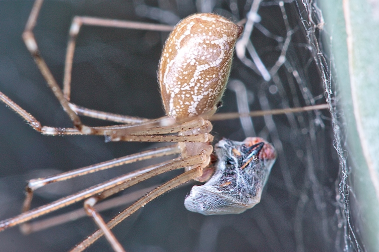 Holocnemus pluchei